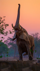 Wild elephant-03
