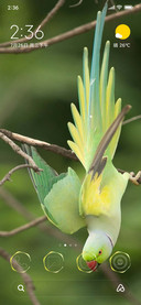 LILY NAVVA V12.5