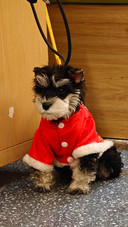 Christmas puppy