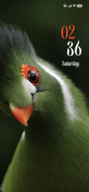 Green Beak