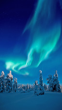 Beautiful Aurorae above Snow Filled Forest in Finland