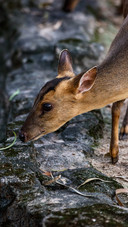 Closeup of the muntjac