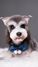 A schnauzer indoors