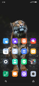 WILD CAT