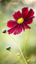India-Daisy