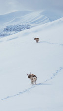 Two deers Walking on The Snow Mountain