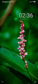 Blossom_DWM2