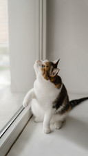 Tricolor cat is trying to catch something