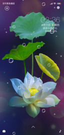 最美荷花