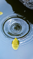 The autumn water floats on the yellow leaves