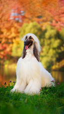 Dog58