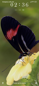 BlackButterfly_3MDS
