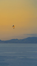 Lonely bird