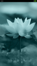 白莲（动态下雨锁屏）
