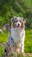 Dogs can also get air conditioning sickness