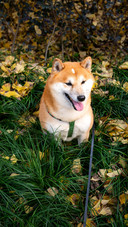 The shiba inu under the ginkgo tree