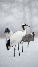 Cranes Standing in The Snow