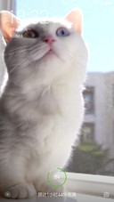 猫咪 2