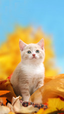 A British Short Hair Kitten Cream in Autumn Decoration