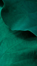 The Blue Lotus Leaves in Summer
