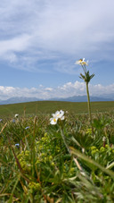 Yili kalajun grassland
