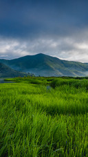 Water plants on the lake surface of lugu