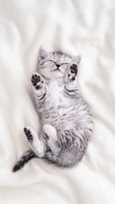 Cute Funny Kitten Sleeping Lying on Back White Blanket