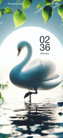 Beautiful Swan
