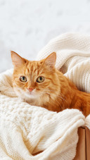 十只橘猫九只胖