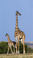 A Giraffe Mother And baby Stand Leisurely on The Grass