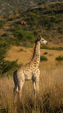 A Giraffe Standing on The Grass