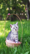 Cat (4)