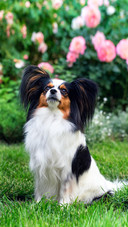 Dog95