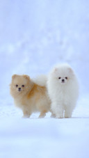shutterstock_577077616