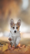 A Little Dog Running along a Path among Yellow Fallen Leaves