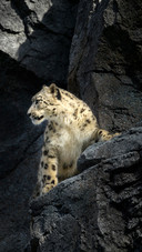 The top hunter among the plateau rock walls