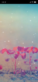 雪中花