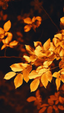 Orange and Red (7)