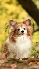 Dog (7)