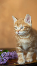 A gingercolored kitten and lilacs