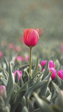 Beautiful Tulip Flower