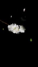 花自飘零