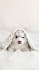 Cute Siberian Husky Puppy with a White Knitted Blanket