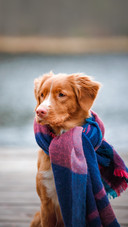 a dog by the lake in a scarf