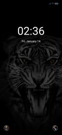 Roaring tiger