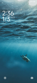 The Last Turtle
