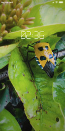 insect_DWM2