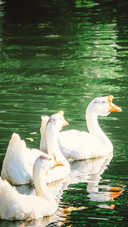The white geese by the lotus pond