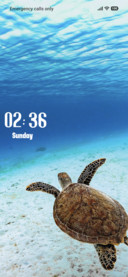 Green Turtle