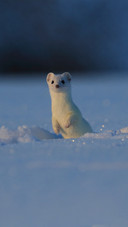 A White Marten Stands Guard in The Snow